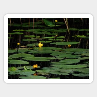 Night Descends On The Lily Pond Sticker